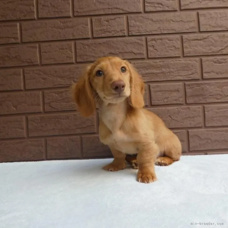 カニンヘンダックスフンド(ロング)【埼玉県・男の子・2022年3月19日・ゴールド】の写真1