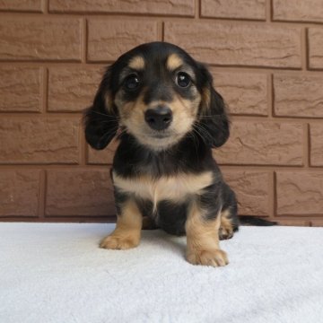 ミニチュアダックスフンド(ロング)【埼玉県・女の子・2024年1月21日・ブラック&イエロー(クリーム)】の写真「とってもかわいい小ぶりな女の子PRA安心です,」