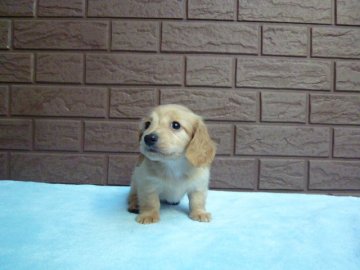 カニンヘンダックスフンド(ロング)【埼玉県・女の子・2014年10月17日・クリーム】の写真「とってもかわいいクリームの女の子　」