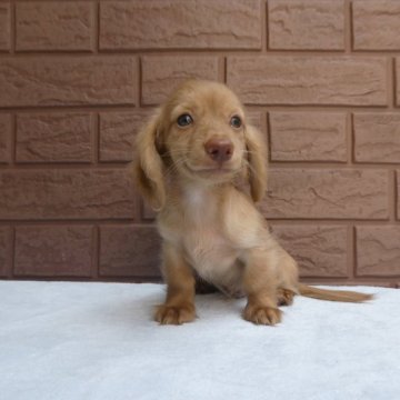 ミニチュアダックスフンド(ロング)【埼玉県・男の子・2023年6月6日・イエロー (クリーム)】の写真「とってもかわいい小さい男の子PRA安心です。」