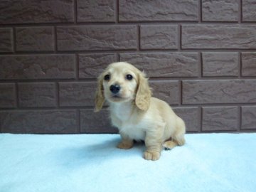 カニンヘンダックスフンド(ロング)【埼玉県・男の子・2014年10月25日・クリーム】の写真「とっても綺麗なクリームの男の子」