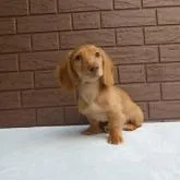 カニンヘンダックスフンド(ロング)【埼玉県・男の子・2022年3月19日・ゴールド】の写真1