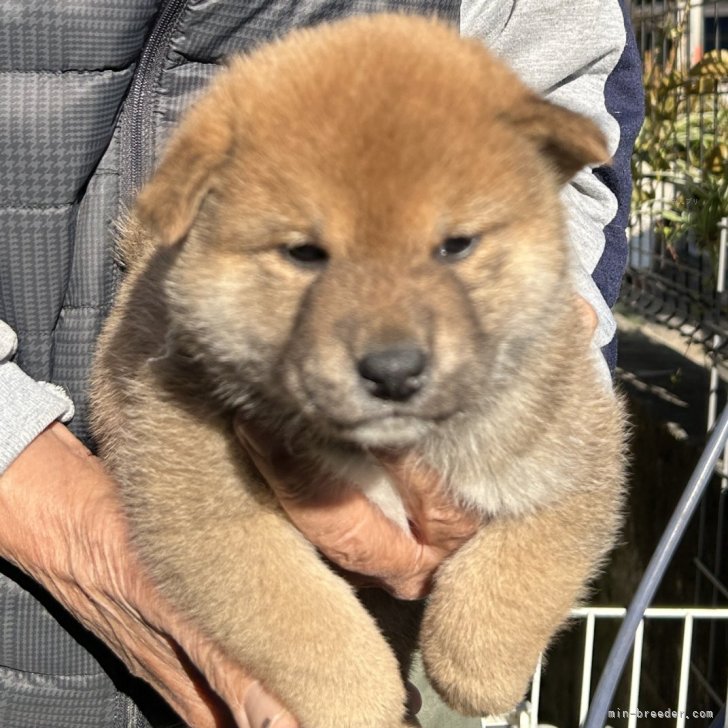 ブリーダー画像