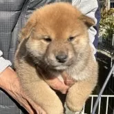 柴犬(標準サイズ)