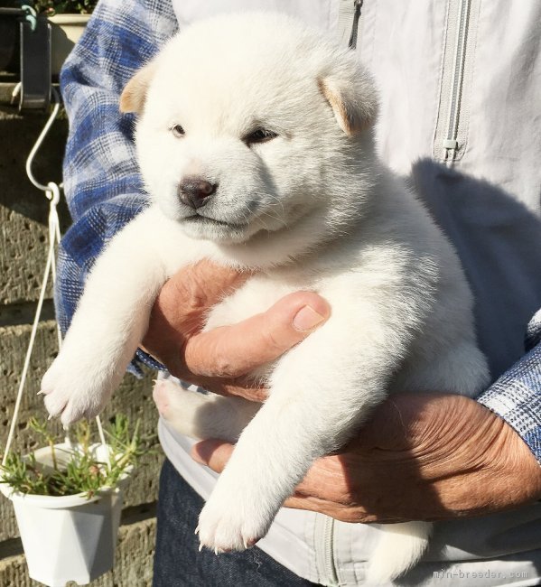 柴犬 埼玉県 男の子 17年10月10日 白柴 愛玩用 繁殖用として最高の犬です みんなのブリーダー 子犬id 1711