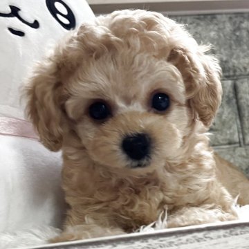 トイプードル(タイニー)【大阪府・男の子・2025年5月5日・ペールフォーン】の写真「お目目クリクリでお鼻短いです❣️」