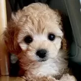 ティーカッププードル