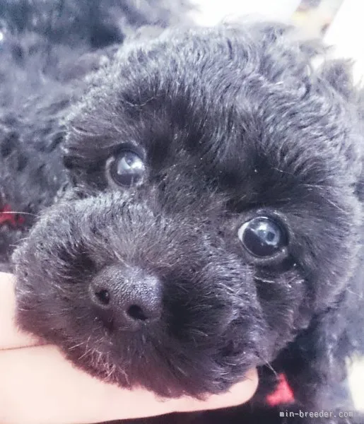 ID:1509-00074の子犬