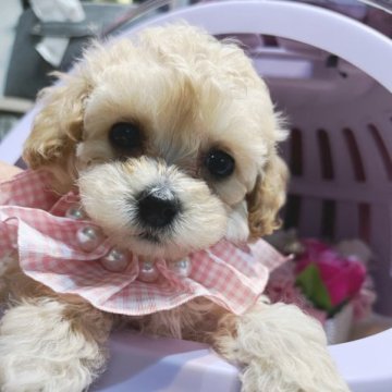 トイプードル(ティーカップ)【大阪府・女の子・2023年7月10日・シャンパン】の写真「遺伝子疾患発症無し・お目目グリグリでかわいいです♪」