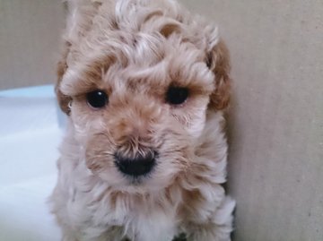 トイプードル(ティーカップ)【大阪府・男の子・2015年8月18日・クリーム】の写真「元気に成長中です！」