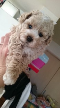 トイプードル(ティーカップ)【大阪府・男の子・2016年2月25日・クリーム/ホワイトのパーティーカラー】の写真「おでこと足先にホワイトが入り可愛いですよ！」