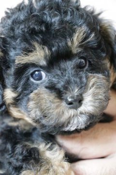 トイプードル(ティーカップ)【大阪府・女の子・2014年7月22日・ブラック/レッドのパーティーカラー】の写真「左右対称にレッドが入りとてもきれいです。」