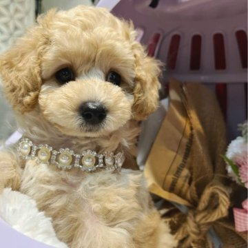 トイプードル(タイニー)【大阪府・男の子・2023年7月7日・シャンパンゴールド】の写真「・遺伝子疾患発症リスク無し。毛量バッチリです♪」