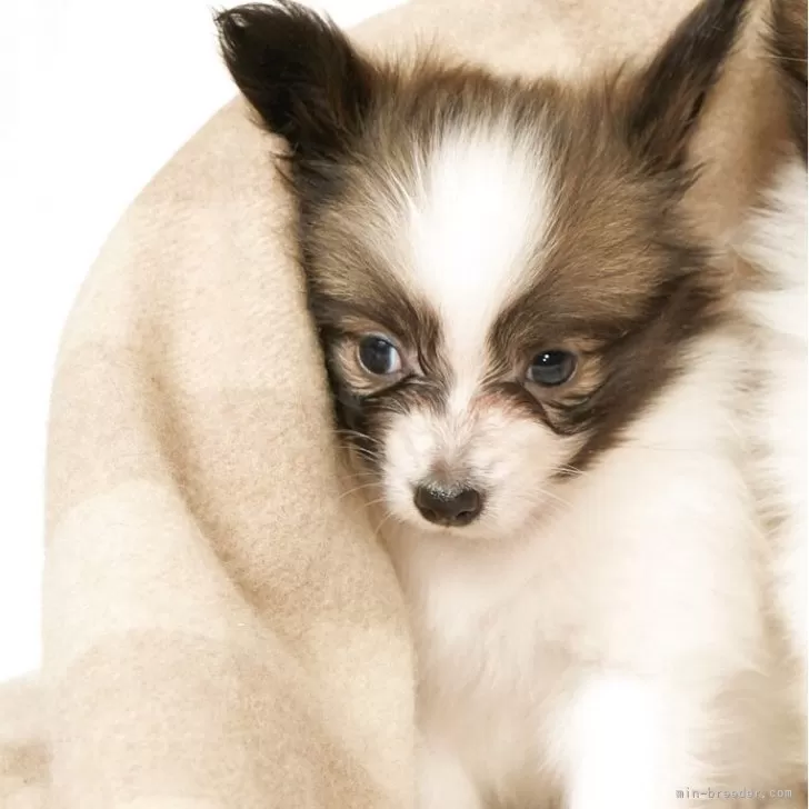 ID:2505-04763の子犬