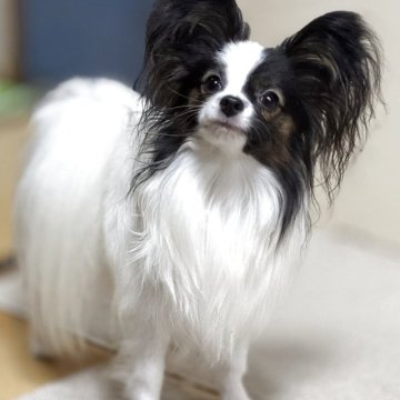 パピヨン【東京都・男の子・2024年1月2日・トライカラー】の写真「甘いマスクのキラキラ王子様キャラ」