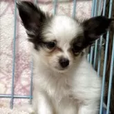 パピヨン