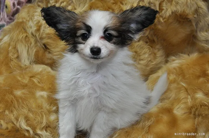 ID：1512-00391の子犬