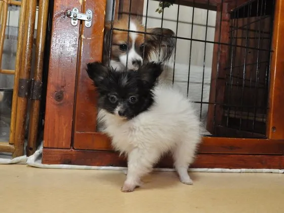 ID:1502-00552の子犬