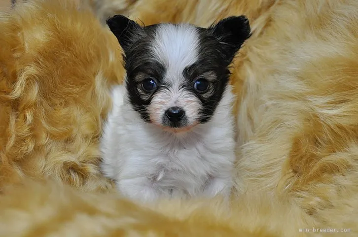 ID：1512-00394の子犬