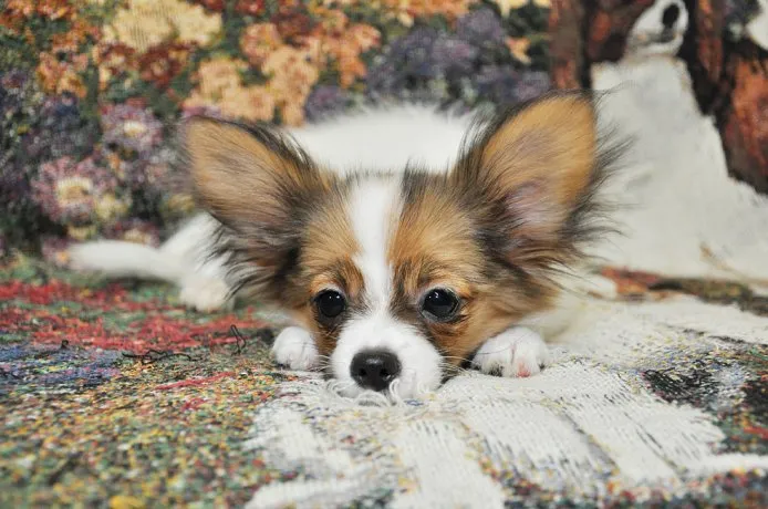 やまちゃん 様のお迎えした子犬