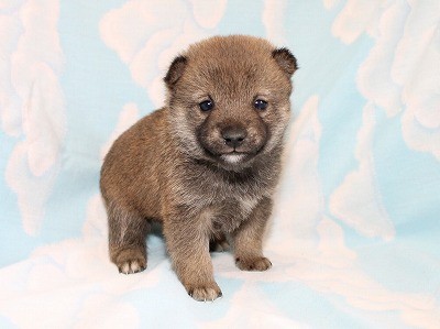 当犬舎が日本で最初に豆柴の血統を作りました。ウィキペディアでも紹介されています。｜鷹倉　雅義(たかくら　まさよし)ブリーダー(京都府・柴犬など・JKC登録)の紹介写真1