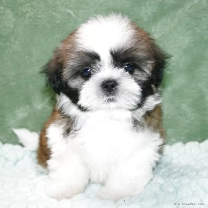 K.H 様のお迎えした子犬