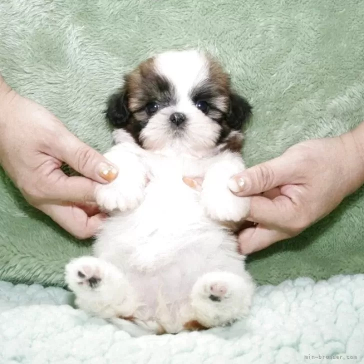 ID：2510-00003の子犬