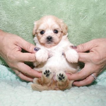 マルプー(マルチーズ×トイプードル)【滋賀県・女の子・2025年8月28日・クリーム】の写真「いつまでも仔犬の可愛さそのままに成長します」