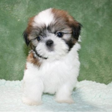 シーズー【滋賀県・女の子・2025年4月7日・ゴールド&ホワイト】の写真「おめめクリクリお鼻ぺしゃんこのとても可愛い女の子」