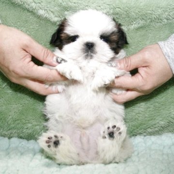 シーズー【滋賀県・男の子・2025年10月15日・ゴールド&ホワイト】の写真「いつまでも仔犬の可愛さそのままに成長します」