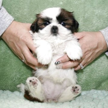 シーズー【滋賀県・女の子・2025年10月15日・ゴールド&ホワイト】の写真「いつまでも仔犬の可愛さそのままに成長します」