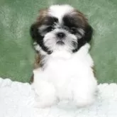 シーズー【滋賀県・女の子・2025年4月7日・ゴールド&ホワイト】の写真1「おめめクリクリ！お顔や耳先の黒いコートは、成長するにつれ淡いゴールドに変わります」