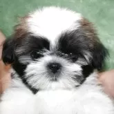 シーズー【滋賀県・女の子・2025年4月7日・ゴールド&ホワイト】の写真3「斜視もなく、黒目がちでめちゃ可愛いです」