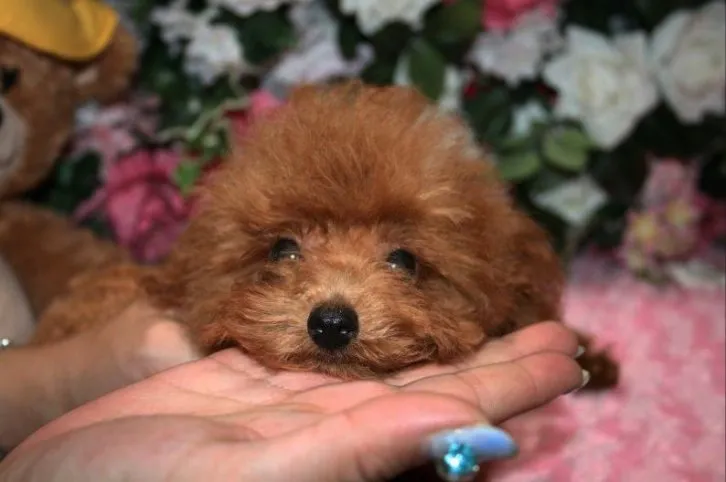 くぅちゃん 様のお迎えした子犬