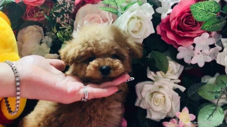 たかや 様のお迎えした子犬