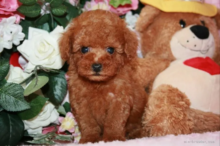 ID：2108-01919の子犬