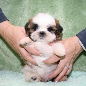 シーズー【滋賀県・男の子・2023年12月24日・ゴールド&ホワイト】の写真「小ぶりで可愛い！クリックリおめめの男の子」