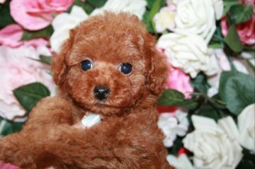 トイプードル(タイニー)【滋賀県・女の子・2021年6月21日・レッド】の写真「とても人懐こく甘えん坊です。」