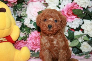 トイプードル(トイ)【滋賀県・男の子・2021年8月17日・レッド】の写真「とても人懐こく甘えん坊です。」