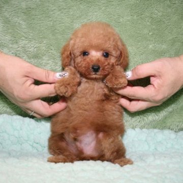 トイプードル(トイ)【滋賀県・男の子・2024年4月24日・オレンジフォーン(アプリコット)】の写真「明るい性格、人懐こくて甘えん坊」