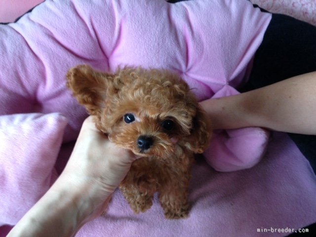 お顔のかわいい子にこだわっています♪｜小笠原　恵子(おがさわら　えいこ)ブリーダー(愛知県・トイプードルなど・JKC登録)の紹介写真2