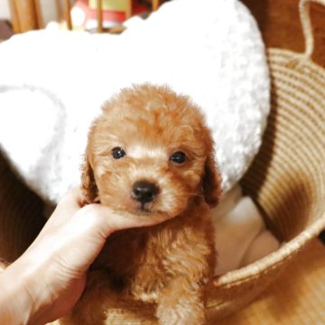 トイプードル(トイ)【愛知県・男の子・2025年7月14日・レッド】の写真「綺麗なレッドの可愛い男の子☆」