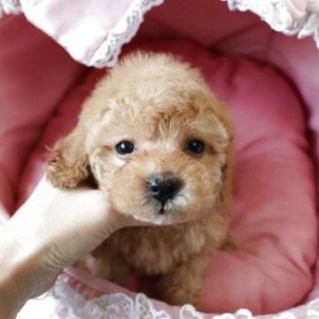 トイプードル(タイニー)【愛知県・女の子・2025年2月28日・レッド】の写真「たれ目の可愛い女の子☆」