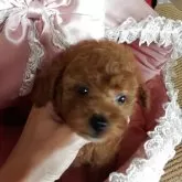 タイニープードル