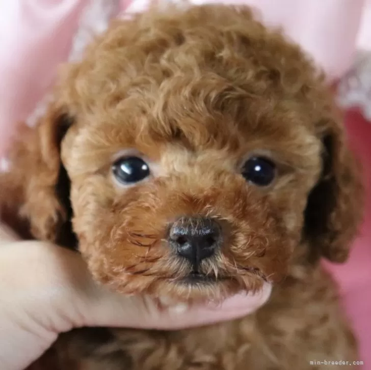 ID：2409-06012の子犬