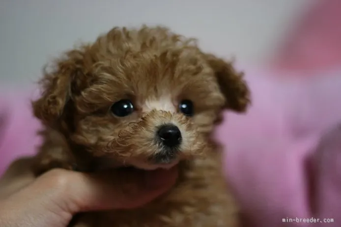 ID：1510-00684の子犬