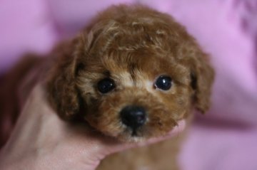 トイプードル(タイニー)【愛知県・男の子・2016年3月13日・レッド】の写真「真ん丸お目目のぬいぐるみみたいな男の子」