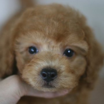 トイプードル(トイ)【愛知県・男の子・2023年7月8日・レッド】の写真「まん丸お目目♪お顔の可愛い男の子♪」