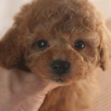 トイプードル(トイ)【愛知県・女の子・2022年11月26日・レッド(薄め)アプリコット】の写真「まん丸お目目のかわいい女の子♪」