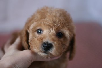 トイプードル(トイ)【愛知県・女の子・2021年11月10日・レッド】の写真「真ん丸お目目のかわいい女の子♪」